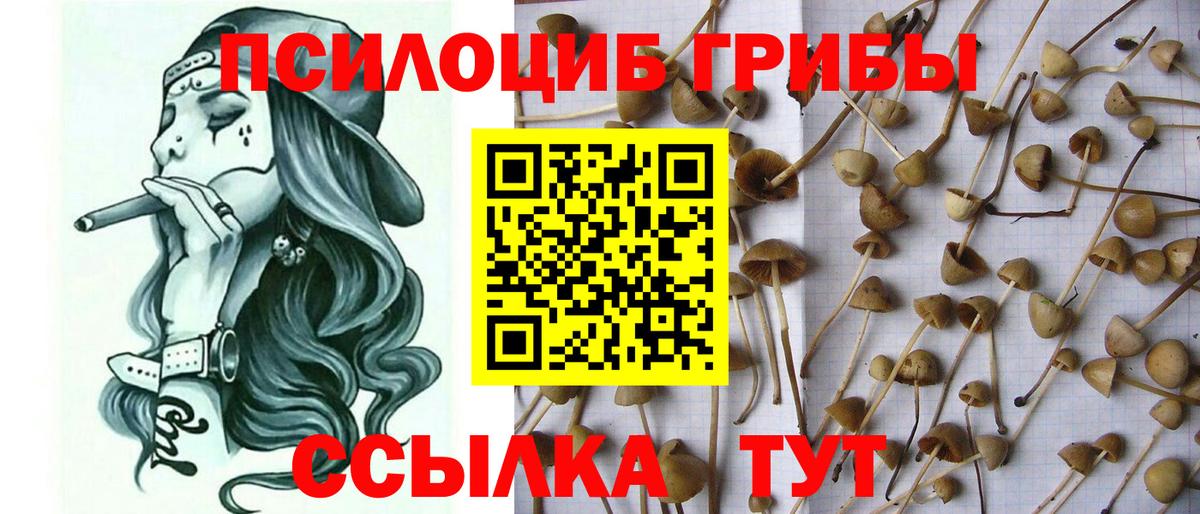 Галлюциногенные грибы Psilocybe  Вход с VPN  где купить наркоту  Междуреченск 